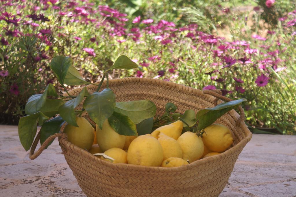 Agroturismo Es Pla De Llodra Manacor  Room photo